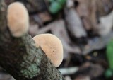 Hapalopilus rutilans image