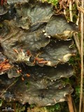 Peltigera neopolydactyla image