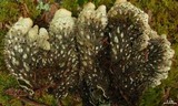 Peltigera neopolydactyla image