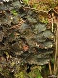 Peltigera neopolydactyla image