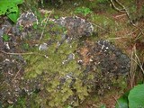 Peltigera neopolydactyla image