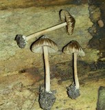 Inocybe asterospora image