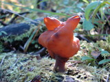 Gyromitra infula image