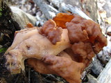 Gyromitra infula image