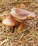 Mycena rutilantiformis image