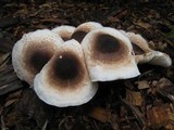 Leucoagaricus meleagris image