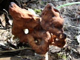 Gyromitra infula image