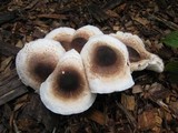 Leucoagaricus meleagris image