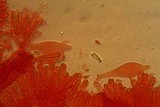 Mycena rutilantiformis image