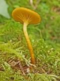 Chrysomphalina chrysophylla image