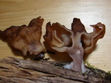 Gyromitra infula image