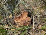 Lactarius rufus image