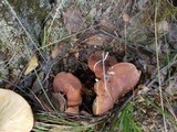 Lactarius rufus image