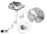 Hebeloma crustuliniforme image