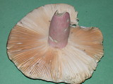 Russula olivacea image