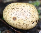 Scleroderma floridanum image