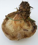 Paxillus involutus image