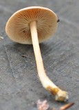 Gymnopus peronatus image