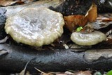Lactarius blennius image