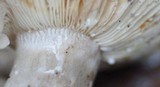 Lactarius blennius image