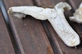 Lactarius blennius image