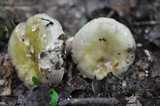 Russula violeipes image