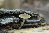 Simocybe centunculus var. centunculus image