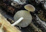 Simocybe centunculus var. centunculus image