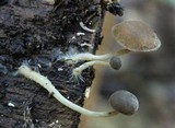 Simocybe centunculus var. centunculus image