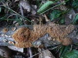 Radulomyces molaris image