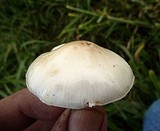 Image of Limacella subillinita