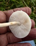 Limacella subillinita image