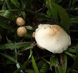 Limacella subillinita image