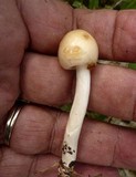 Limacella subillinita image