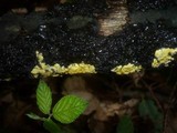 Hypocrea sulphurea image