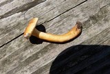 Gyroporus castaneus image