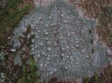 Thelotrema lepadinum image