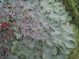 Lobaria virens image