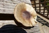Amanita brunnescens image