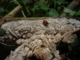 Basidioradulum tuberculatum image
