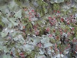 Lobaria virens image