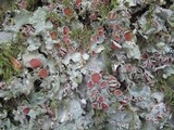 Lobaria virens image