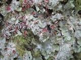 Lobaria virens image