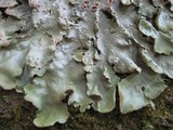 Lobaria virens image
