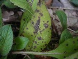 Ramularia knautiae image