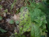 Ramularia knautiae image