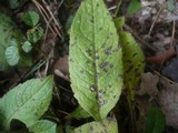 Ramularia knautiae image