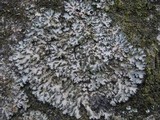 Phaeophyscia orbicularis image