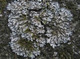 Phaeophyscia orbicularis image