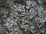 Phaeophyscia orbicularis image